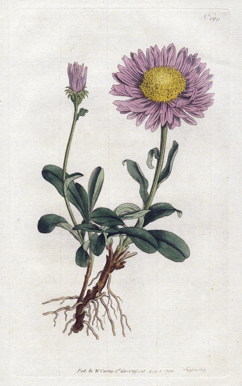 Alpine Aster eller Queen Daisy of the Alps - Litografi av Sydenham Edwards (1768-1819), fra William Curtis