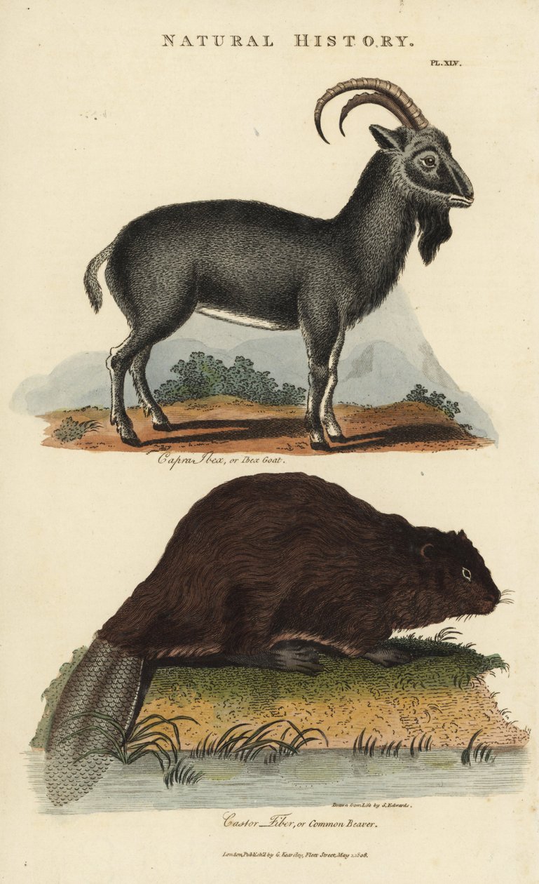 Alpine ibex og European Beaver eller Common Beaver - Alpine ibex geit, Capra ibex, og vanlig eurasisk bever, Castor fiber. Håndfarget kobberstikk etter Sydenham Edwards fra John Mason Goods Pantologia, a New Encyclopedia, G. Kearsley, London av Sydenham Teast Edwards