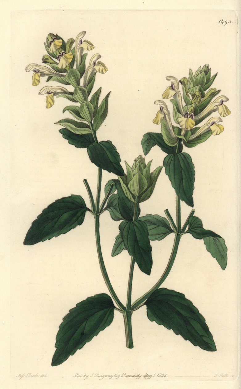 Alpin scutellaria - Alpine scutellaria, Scutellaria alpina (Alpine scutellaria, humleblomstret variant, Scutellaria alpina var. lupulina). Håndfarget kobberstikk av S. Watts etter en illustrasjon av Miss Sarah Drake fra Sydenham Edwards