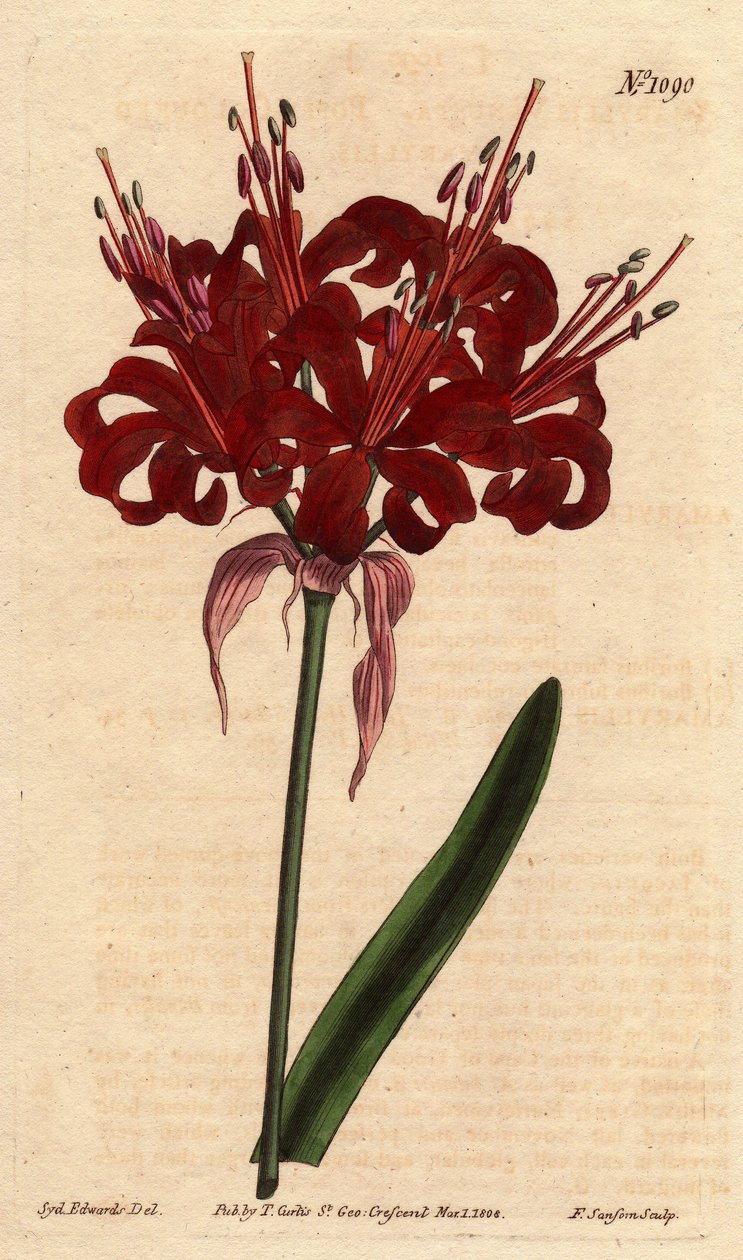 Amaryllisvalmuefarge, med mørke karmosinrøde blomster, blomstrende fra en enkelt fot. Opprinnelig fra Cape of Good Esperance (Sør-Afrika). Valmuefarget amaryllis, med dype karmosinrøde blomster som blomstrer fra en enkelt stilk. Innfødt fra Kapp det gode h av Sydenham Teast Edwards