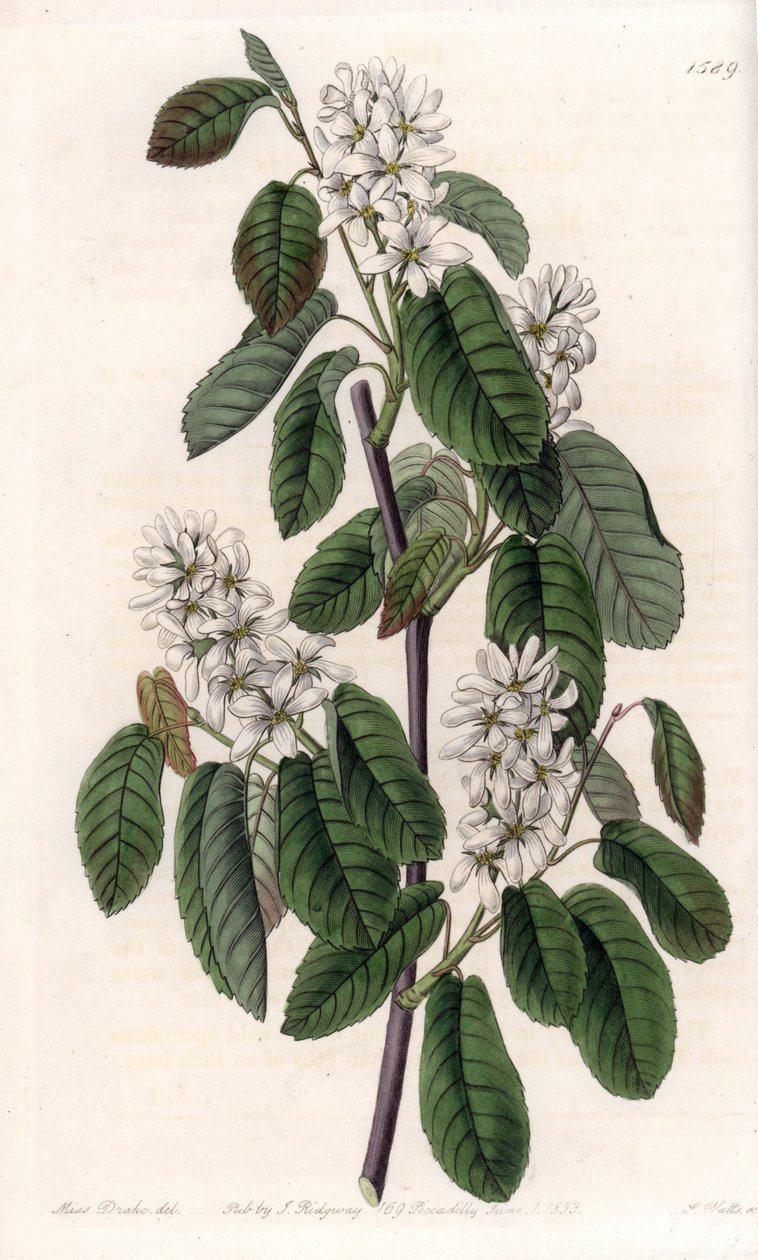 Amelanchier med orblader eller blomstret aroni - Plate gravert av S.Watts, fra en illustrasjon av Sarah Anne Drake (1803-1857), fra Botanical Register of Sydenham Edwards (1768-1819), England av Sydenham Teast Edwards