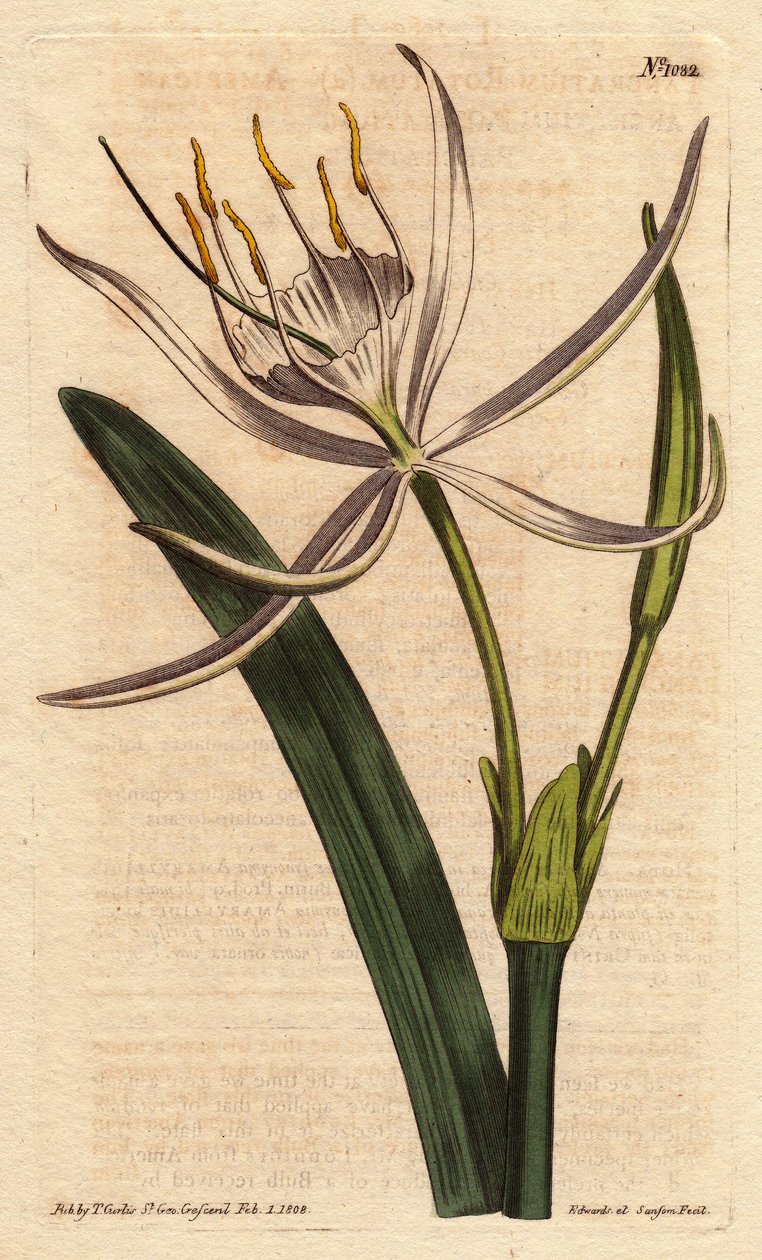 American pancratium har velduftende hvite blomster. Amerikansk pancratium med hvite duftende blomster. Pancratium rotatum. Håndfarget kobbergravering fra en botanisk illustrasjon av Sydenham Edwards fra William Curtis