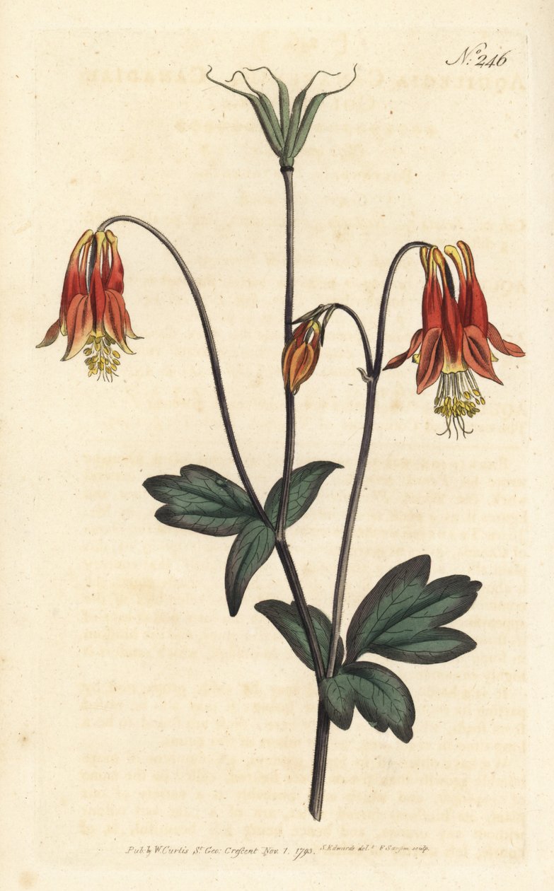 Ancolia du Canada - kanadisk akeie. Aquilegia canadensis. Håndfarget kobberstikk av Sansom etter en illustrasjon av Sydenham Edwards fra William Curtis