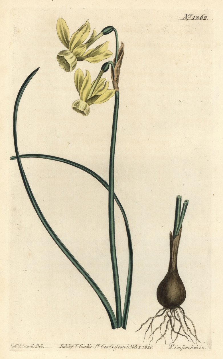 Angel's tears narcissus - Angel's tears, Narcissus triandrus (Yellow reflex-flowered narcissus, Narcissus triandrus v. luteus) - Håndfarget kobberstikk av F. Sansom Jr. etter en illustrasjon av Sydenham Edwards fra William Curtis' Botanical Ma av Sydenham Teast Edwards