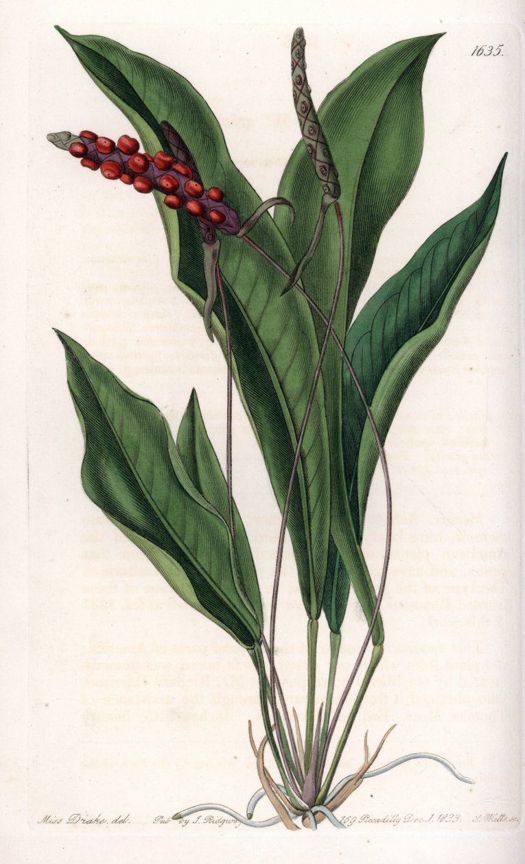 Anthurium gracile - Gravert tavle av S.Watts, fra en illustrasjon av Sarah Anne Drake (1803-1857), fra Botanical Register of Sydenham Edwards (1768-1819), England av Sydenham Teast Edwards