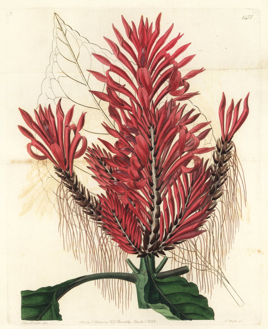 Aphelandra arborea (Crested aphelandra, Aphelandra cristata). Håndfarget kobberstikk av S. Watts etter en illustrasjon av Sarah Drake fra Sydenham Edwards' Botanical Register, Ridgeway, London av Sydenham Teast Edwards