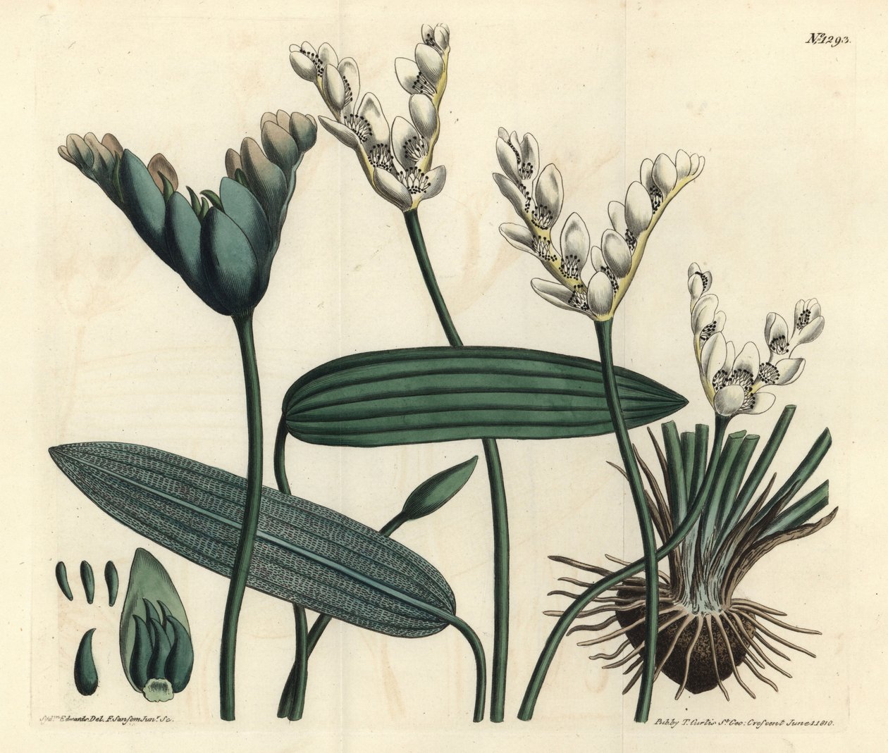 Aponogeton duftende - Cap-pondweed, Aponogeton distachyos (Forked-flowered aponogeton, Aponogeton distachyon). Håndfarget kobberstikk av F. Sansom Jr. etter en illustrasjon av Sydenham Edwards fra William Curtis' Botanical Magazine, T. Curtis, av Sydenham Teast Edwards