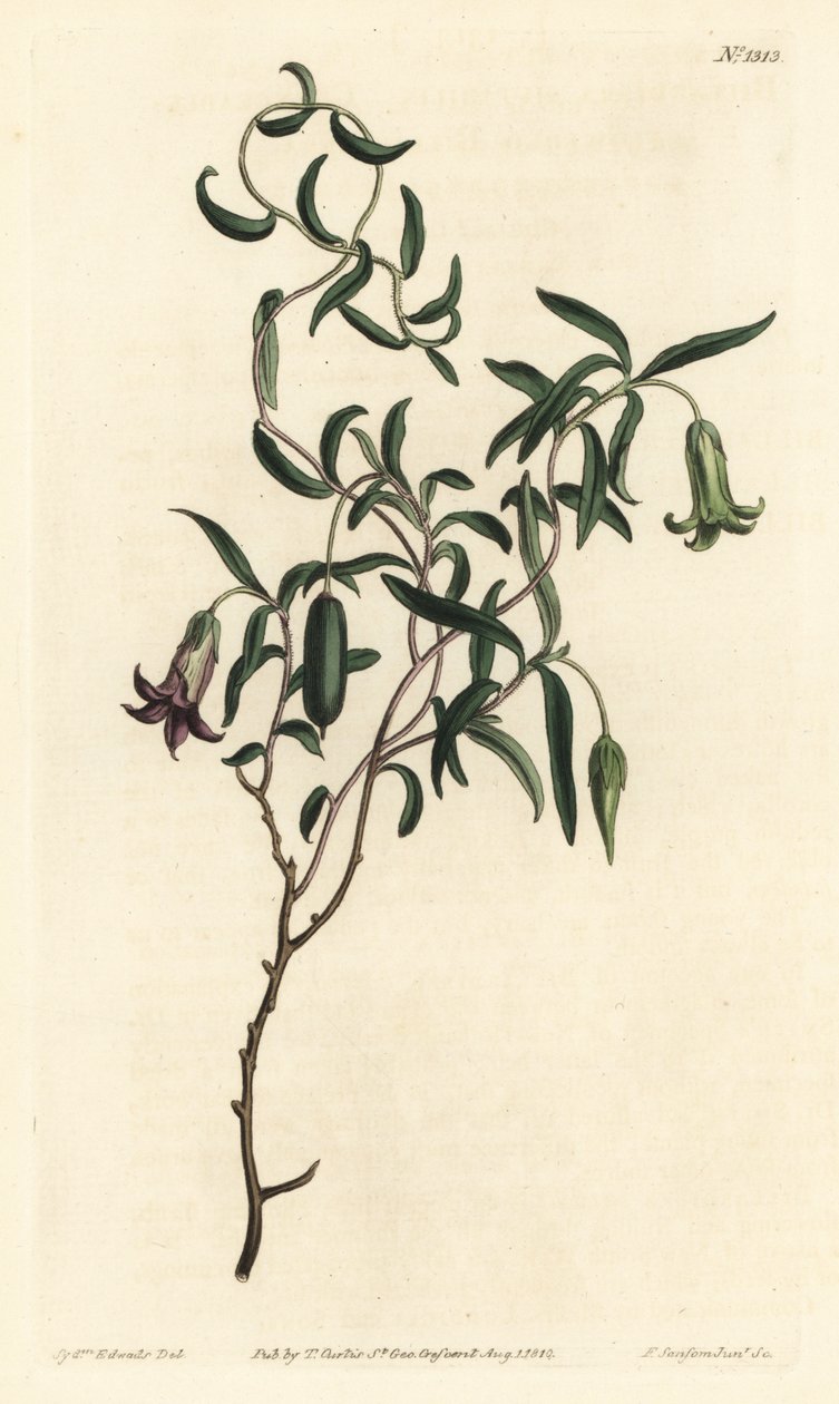 Eplebær eller foranderlig blomstret billardiera, Billardiera mutabilis - Håndfarget kobberstikk av F. Sansom Jr. etter en illustrasjon av Sydenham Edwards fra William Curtis' Botanical Magazine, T. Curtis, London av Sydenham Teast Edwards