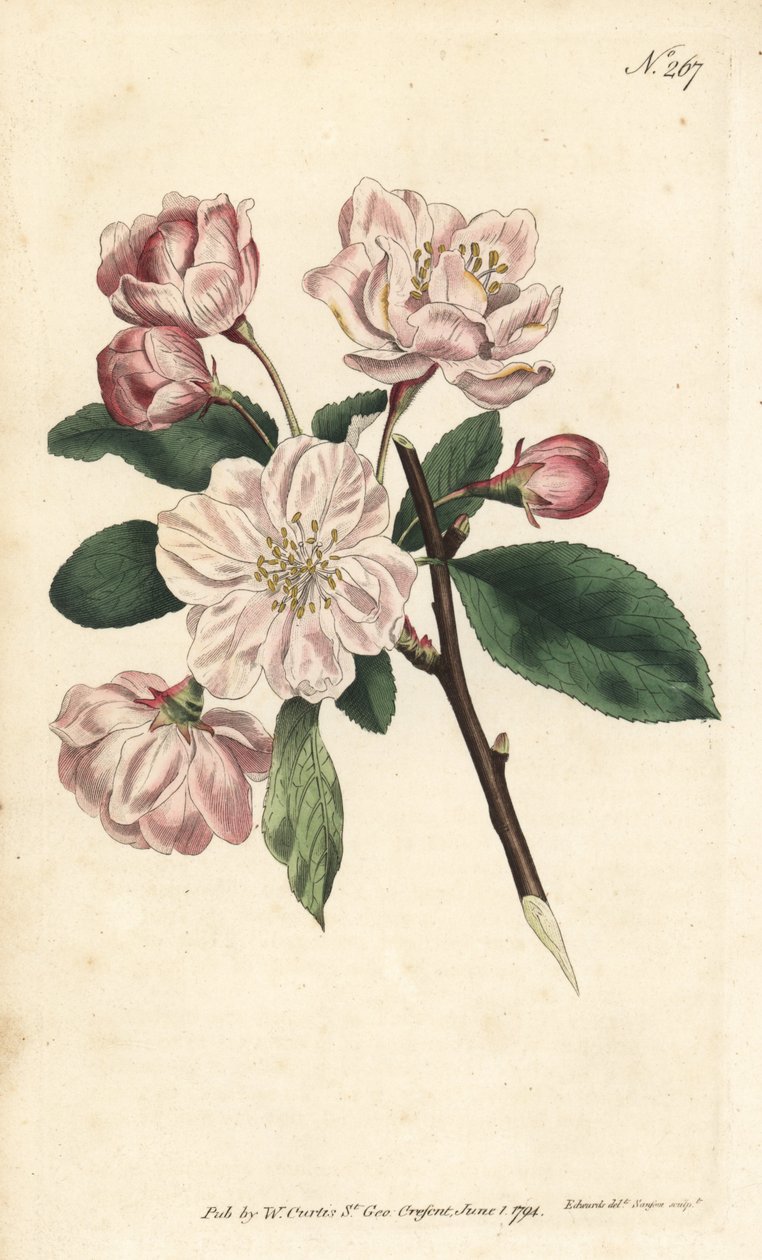 Epletre med prydblomster - Kinesisk blomstrende eple, Malus spectabilis (kinesisk epletre, Pyrus spectabilis). Håndfarget kobberstikk av Sansom etter en illustrasjon av Sydenham Edwards fra William Curtis' Botanical Magazine, London av Sydenham Teast Edwards