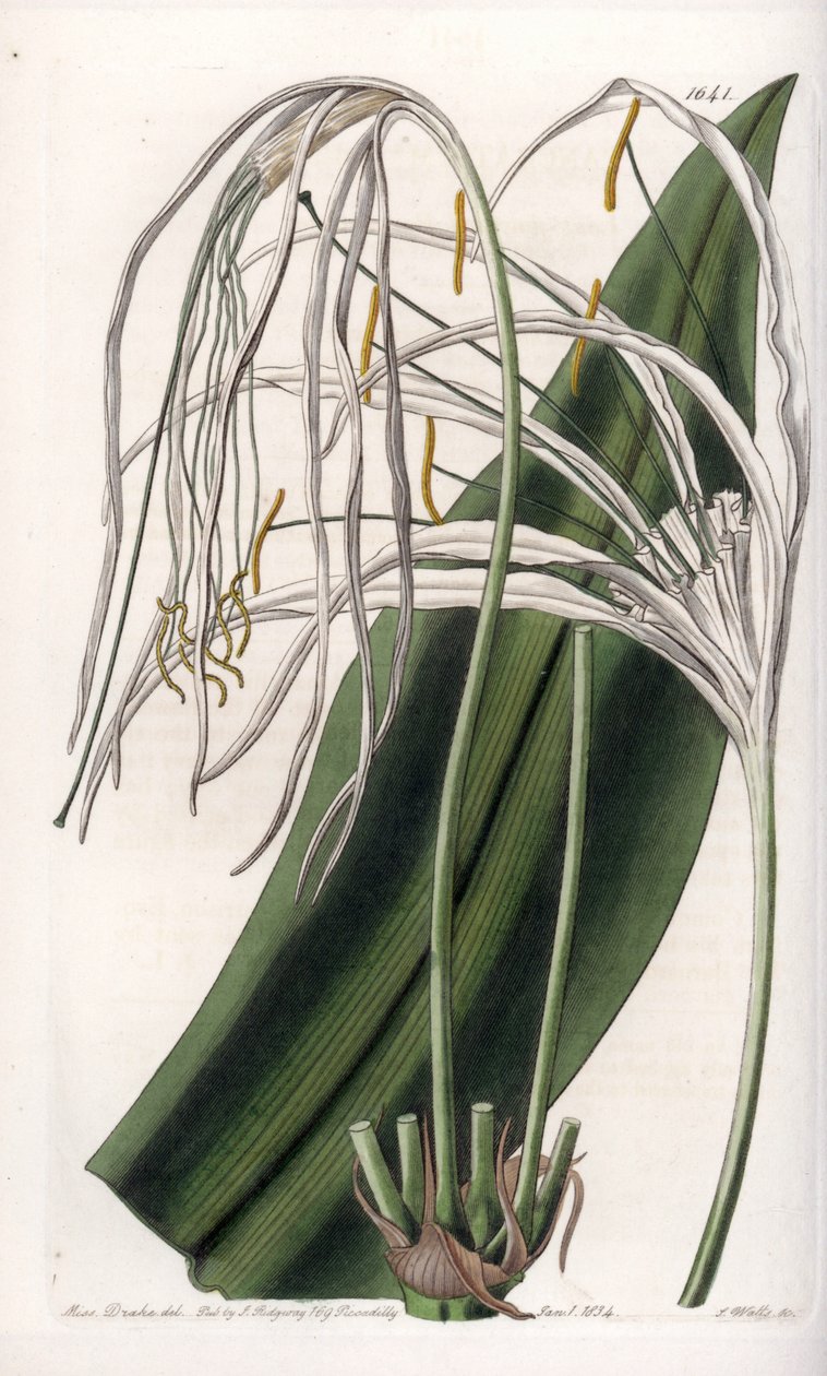 Araignee-lilje eller sjøpåskelilje eller sjølilje - Plate gravert av S.Watts, fra en illustrasjon av Sarah Anne Drake (1803-1857), fra Botanical Register of Sydenham Edwards (1768-1819), England av Sydenham Teast Edwards