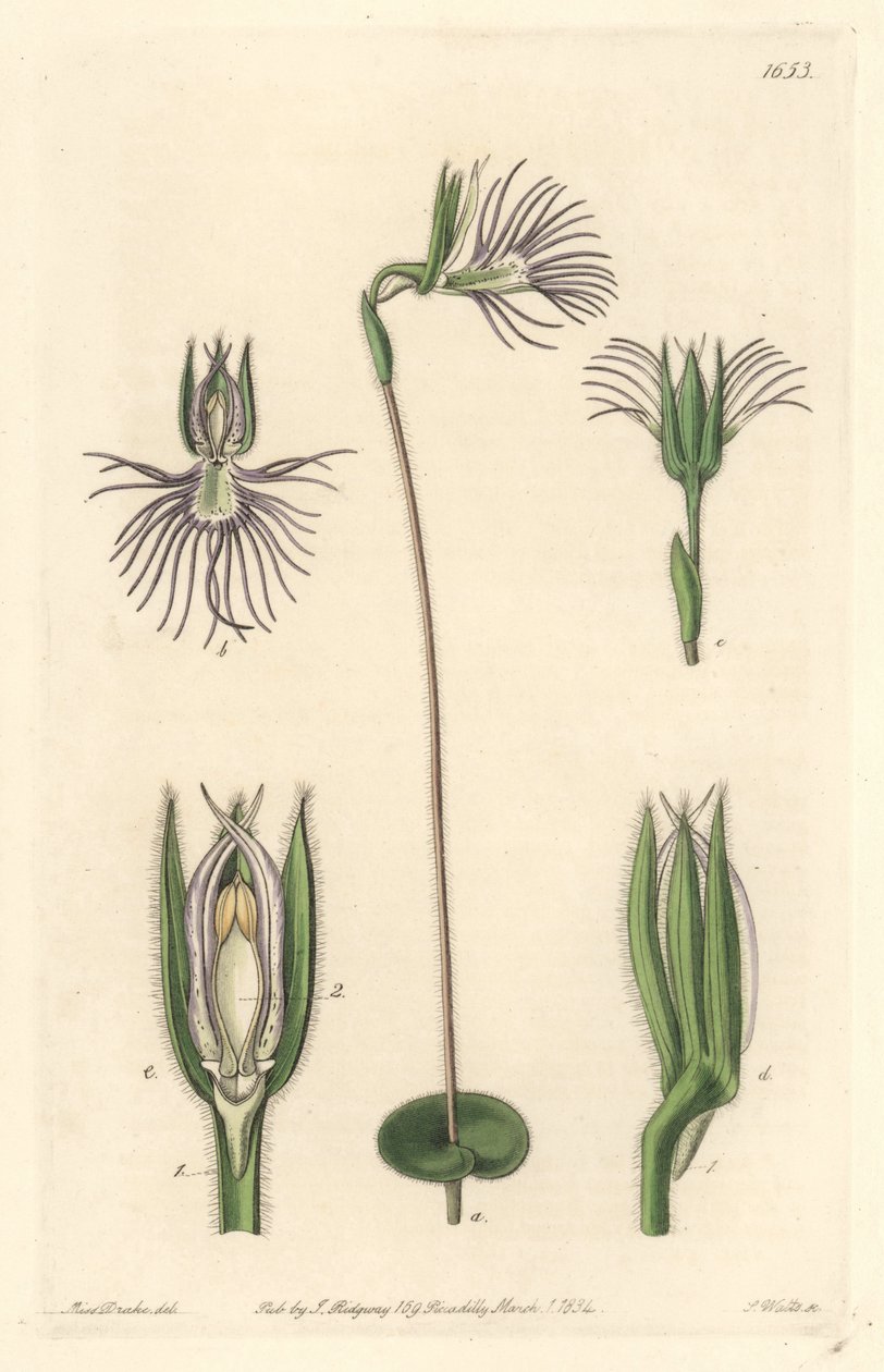 Araignee orchid, hjemmehørende i Sør-Afrika - Strong water av S. Watts fra en illustrasjon av Sarah Anne Drake (1803-1857), fra Botanical Register av Sydenham Teast Edwards
