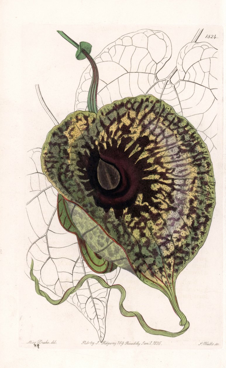 Aristoloche Variete - Plate gravert av S.Watts, fra en illustrasjon av Sarah Anne Drake (1803-1857), fra Botanical Register of Sydenham Edwards (1768-1819), England av Sydenham Teast Edwards