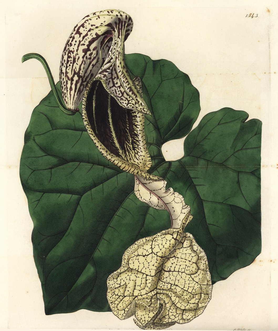Aristoloche variete - Båtblomstret fødselart, Aristolochia cymbifera. Håndfarget kobberstikk av S. Watts etter en illustrasjon av Miss Sarah Drake fra Sydenham Edwards' Botanical Register, Ridgeway, London av Sydenham Teast Edwards