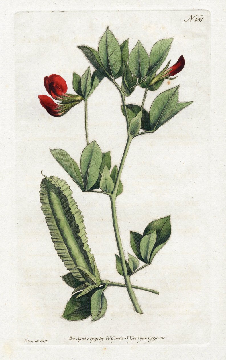 Aspargeserter - Litografi av Sydenham Edwards (1768-1819), tallerken fra William Curtis's Botanical Magazine (1746-1799) av Sydenham Teast Edwards