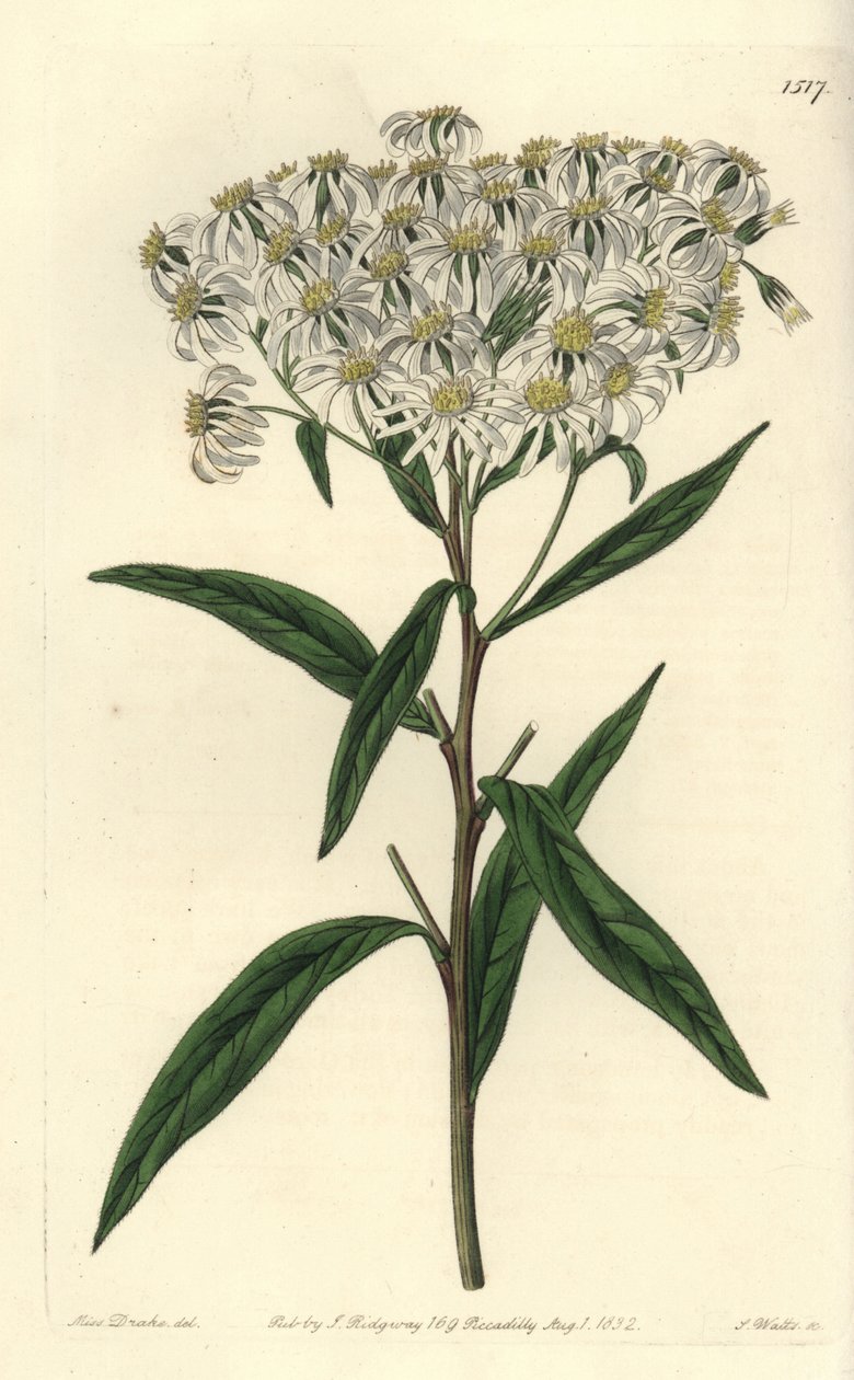 Aster a umbellata - Flattoppet aster, Doellingeria umbellata (Mandelbladaster, Aster amygdalinus). Håndfarget kobberstikk av S. Watts etter en illustrasjon av Miss Sarah Drake fra Sydenham Edwards