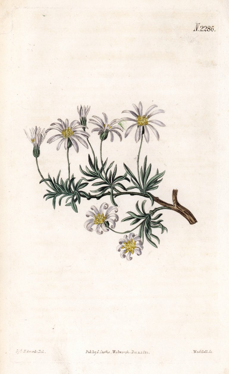 Aster acre - Busk aster, Felicia fruticosa (Shrubby starwort, Aster fruticulosus). Håndfarget kobberstikk av Weddell etter en illustrasjon av Sydenham Edwards fra Samuel Curtis