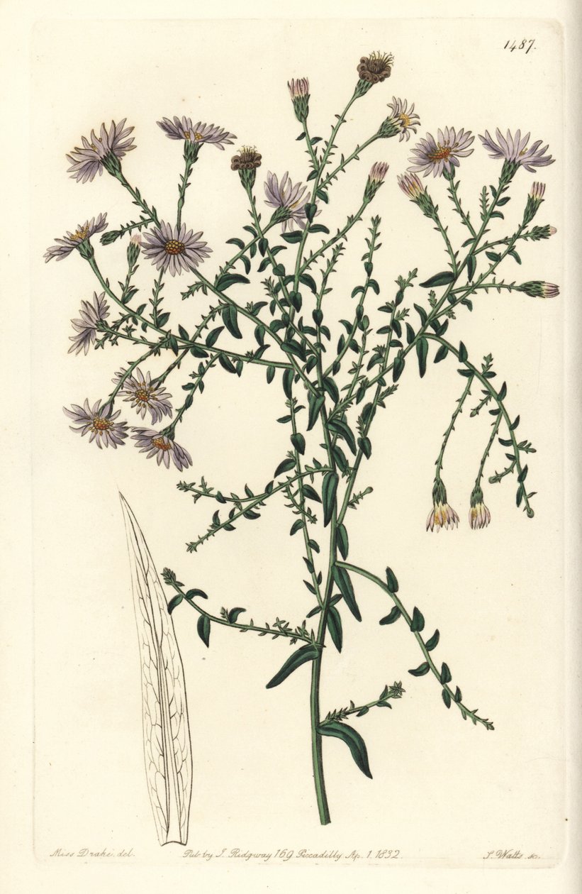 Aster variete - New York aster, Symphyotrichum dumosum (Coris-leaved starwort, Aster coridifolius). Håndfarget kobberstikk av S. Watts etter en illustrasjon av Sarah Drake fra Sydenham Edwards' Botanical Register, Ridgeway, London av Sydenham Teast Edwards