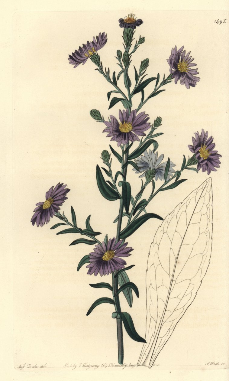 Aster variete - Glatt aster, Symphyotrichum laeve (Glaucous aster, Aster cyaneus). Håndfarget kobberstikk av S. Watts etter en illustrasjon av Miss Sarah Drake fra Sydenham Edwards' Botanical Register, Ridgeway, London av Sydenham Teast Edwards
