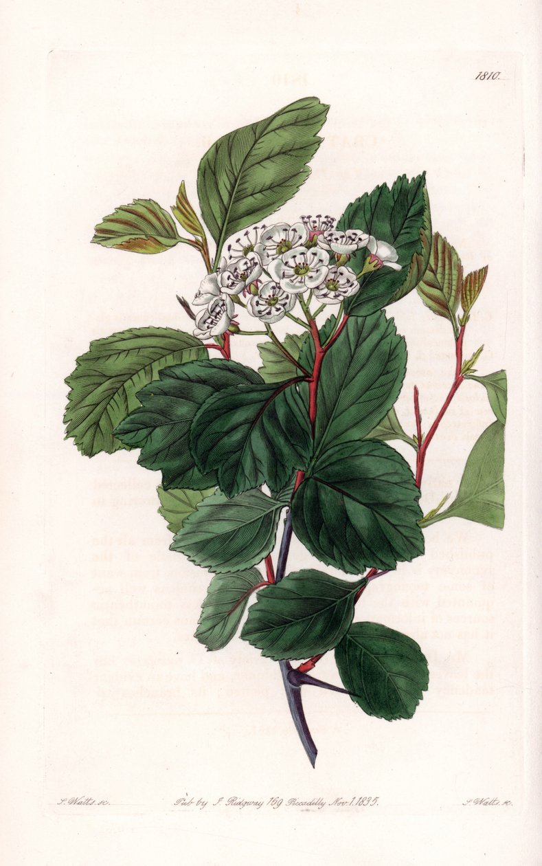 Aubepin eller hvit torn, hjemmehørende i Nord-Amerika - Gravert av S.Watts, fra en illustrasjon av Sarah Anne Drake (1803-1857), fra Botanical Register of Sydenham Edwards (1768-1819), England av Sydenham Teast Edwards