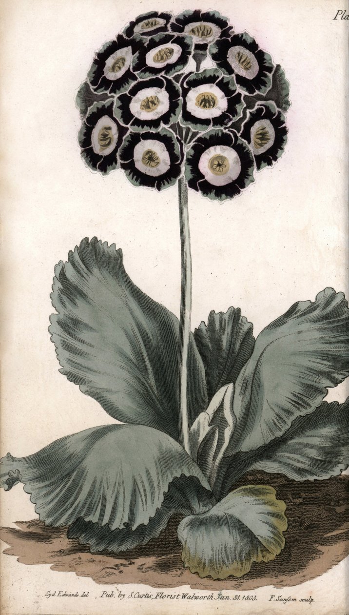 Auricle eller bjørneøre. Farget kobberstikk, illustrasjon av Sydenham Edwards (1768-1819) for Conferences of Botanical, Botanical Garden of Lambeth (England) av Sydenham Teast Edwards