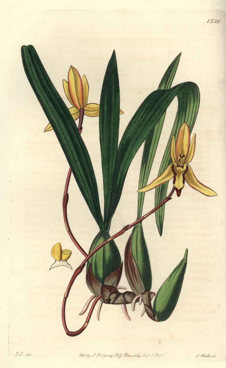 Australsk epifytisk orkidevariant - Brasiliorchis marginata orkidé (rødkantet cymbidium orkidé, Cymbidium marginatum). Håndfarget kobberstikk av S. Watts etter en illustrasjon av John Lindley fra Sydenham Edwards' Botanical Register, Ridgewa av Sydenham Teast Edwards