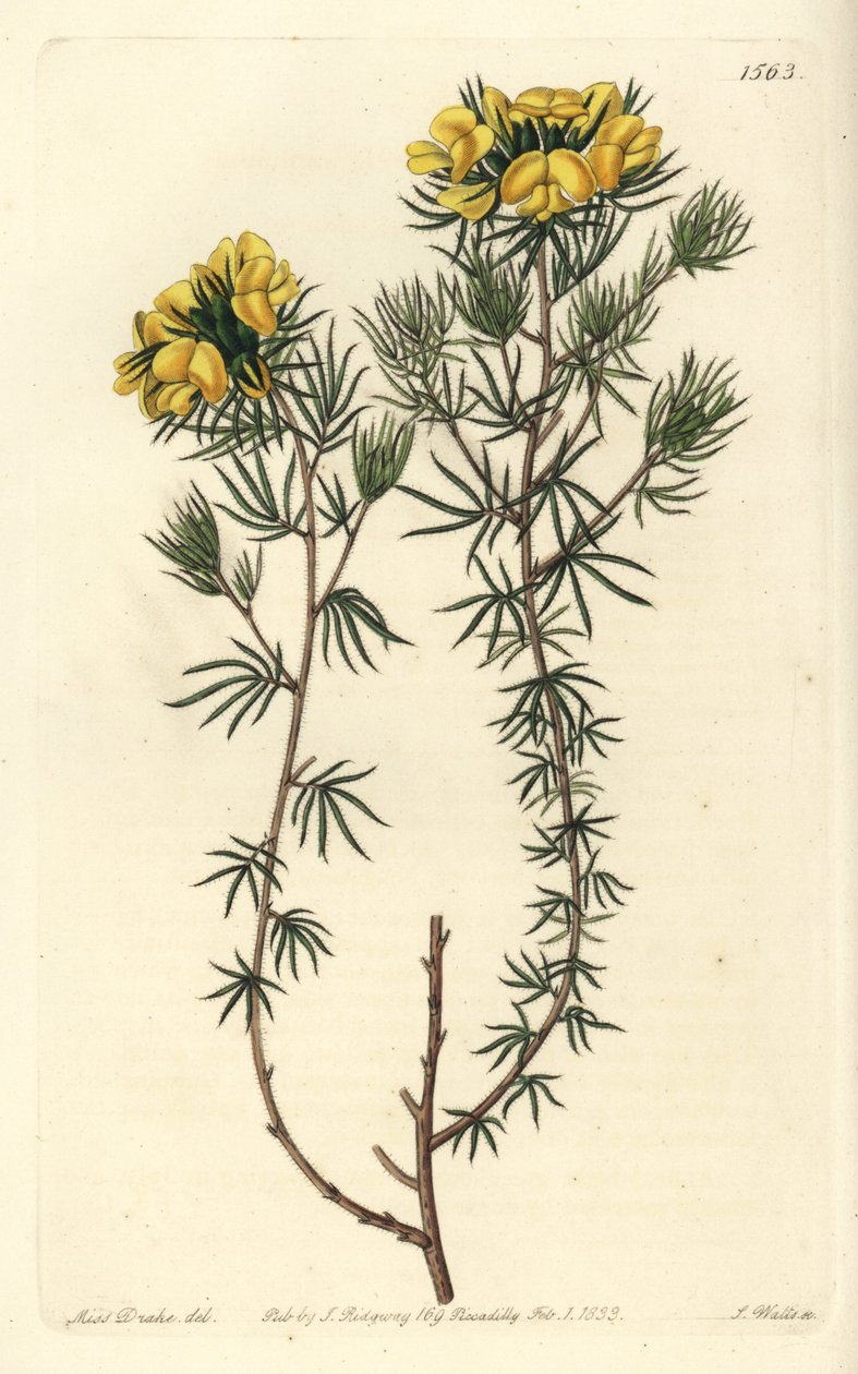 Australsk gompholobium variete - Capitate gompholobium, Gompholobium capitatum. Håndfarget kobberstikk av S. Watts etter en illustrasjon av Miss Sarah Drake fra Sydenham Edwards' Botanical Register, Ridgeway, London av Sydenham Teast Edwards