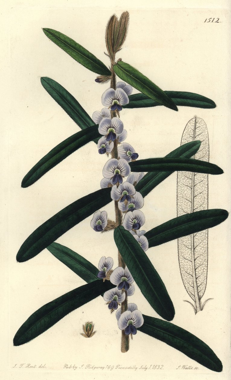 Australsk hovea busksort - Shaggy hovea, Hovea villosa. Håndkolorert kobberstikk av S. Watts etter en illustrasjon av J.T. Hart fra Sydenham Edwards 