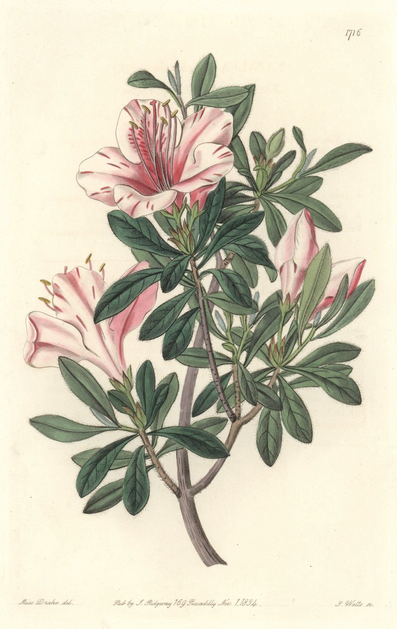 Azalee of Florists - S. Watts Strong Water fra en illustrasjon av Sarah Anne Drake (1803-1857), fra Botanical Register av Sydenham Teast Edwards