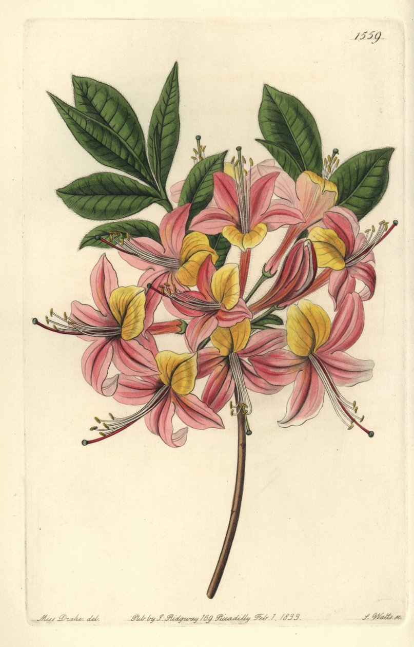 Azalee pontic yellow - Gul azalea, Rhododendron luteum (Changeable Pontic azalea, Azalea pontica versicolor). Håndfarget kobberstikk av S. Watts etter en illustrasjon av Miss Sarah Drake fra Sydenham Edwards