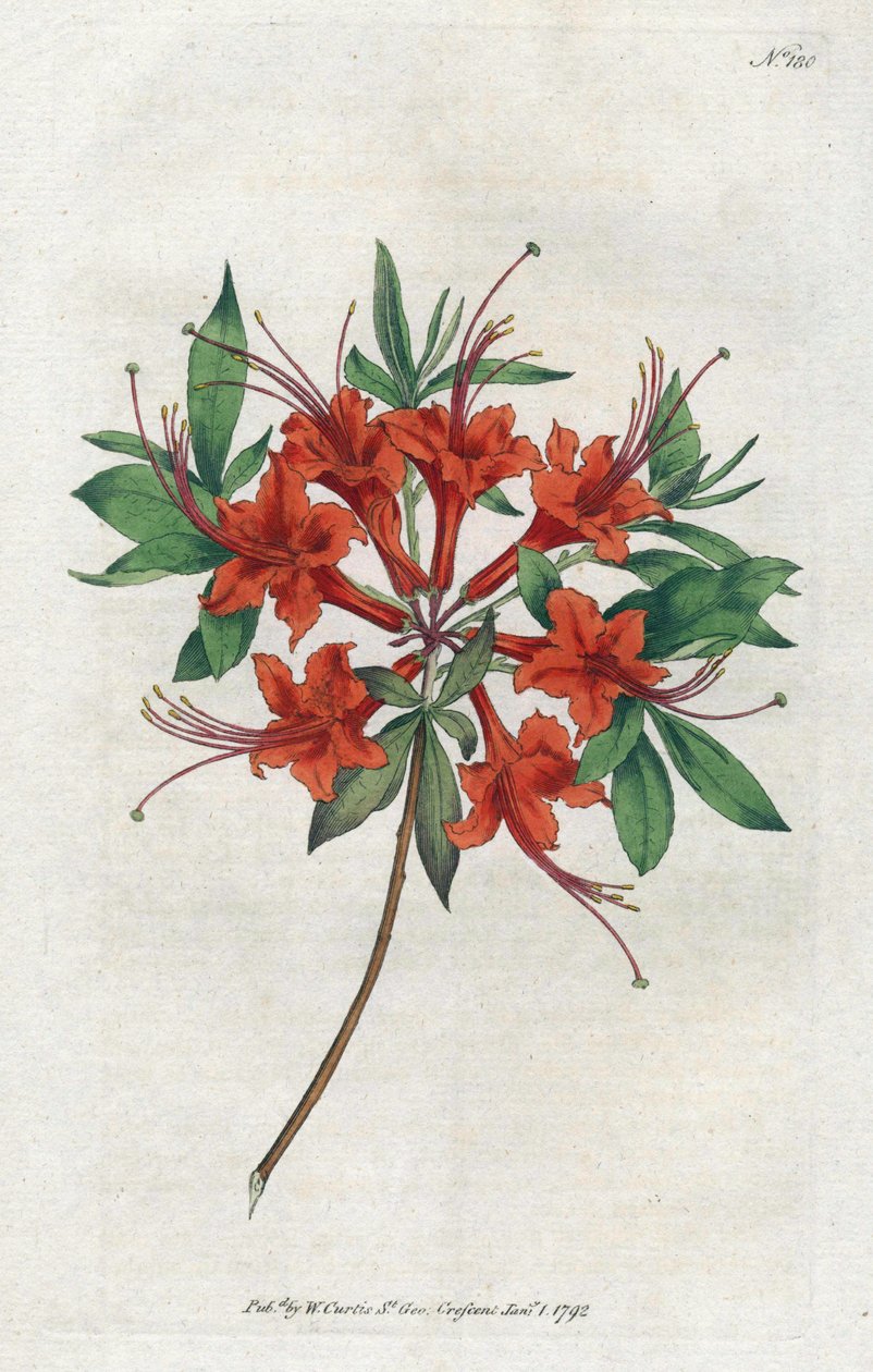 Azalee med bare blomster (Rhododendron periclymenoides) - Litografi av Sydenham Edwards (1768-1819), tallerken fra Botanical Magazine av William Curtis (1746-1799) av Sydenham Teast Edwards