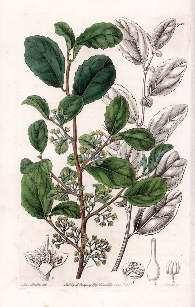Azara Variete - Plate gravert av S.Watts, fra en illustrasjon av Sarah Anne Drake (1803-1857), fra Botanical Register of Sydenham Edwards (1768-1819), England av Sydenham Teast Edwards