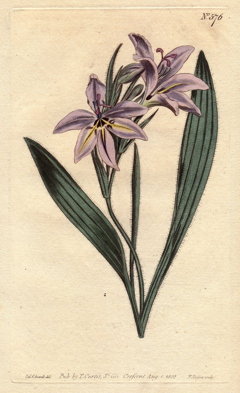 Bavianblomst med søt parfyme, med syrinblomster bleke. Søtduftende babiana med bleke syrinblomster. Babiana plicata. Håndfarget kobberstikk fra en botanisk illustrasjon av Sydenham Edwards fra William Curtis' "" Botanical Magazine"" av Sydenham Teast Edwards