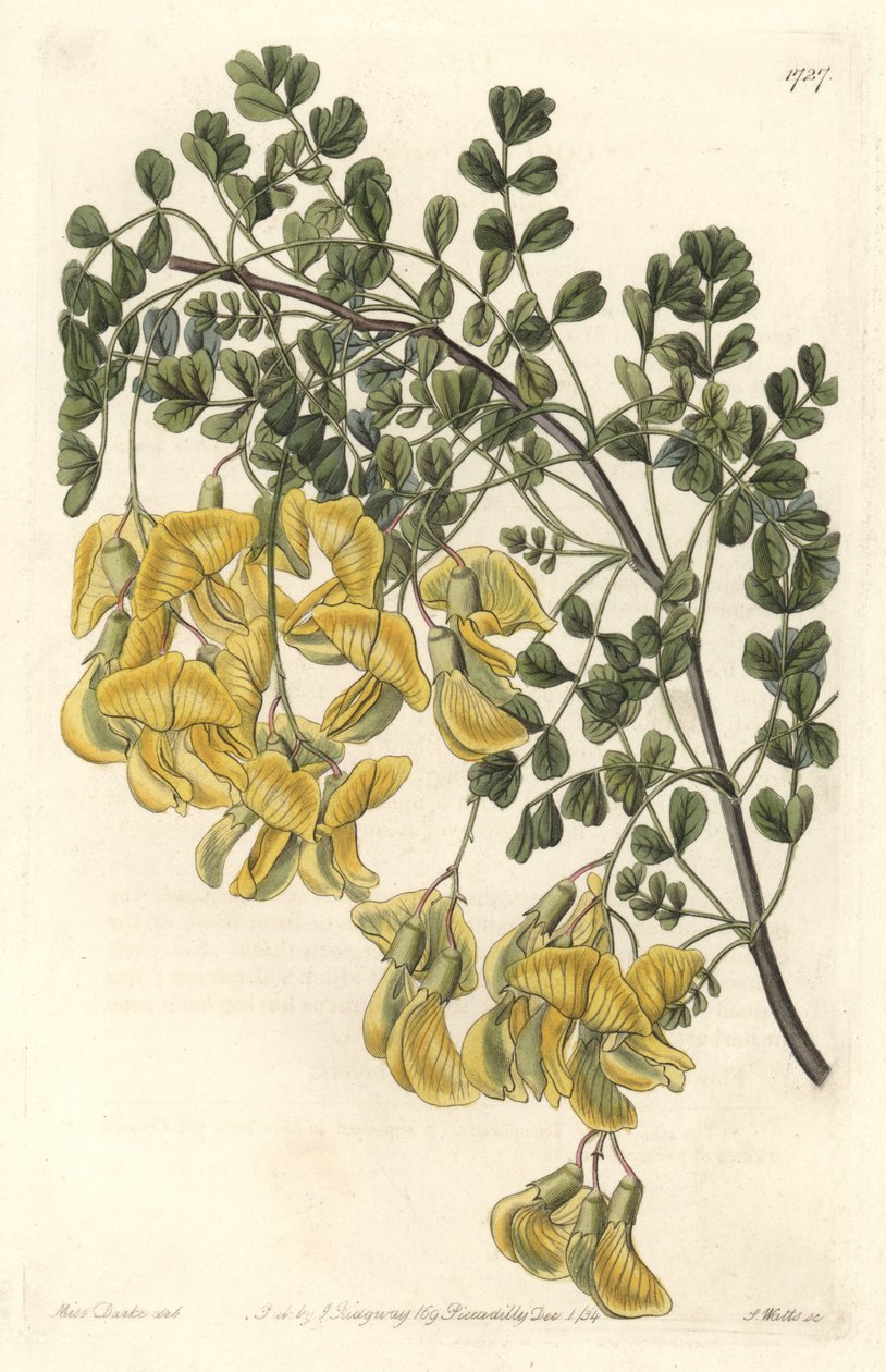 Baguenaudier du Nepal - Water forte av S. Watts fra en illustrasjon av Sarah Anne Drake (1803-1857), fra Botanical Register av Sydenham Teast Edwards