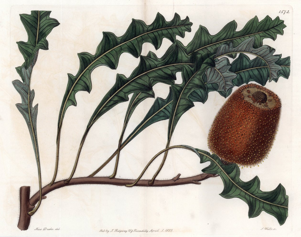 Banksia gardneri, Australian Oiginary - Gravert av S.Watts, fra en illustrasjon av Sarah Anne Drake (1803-1857), fra Botanical Register of Sydenham Edwards (1768-1819), England av Sydenham Teast Edwards