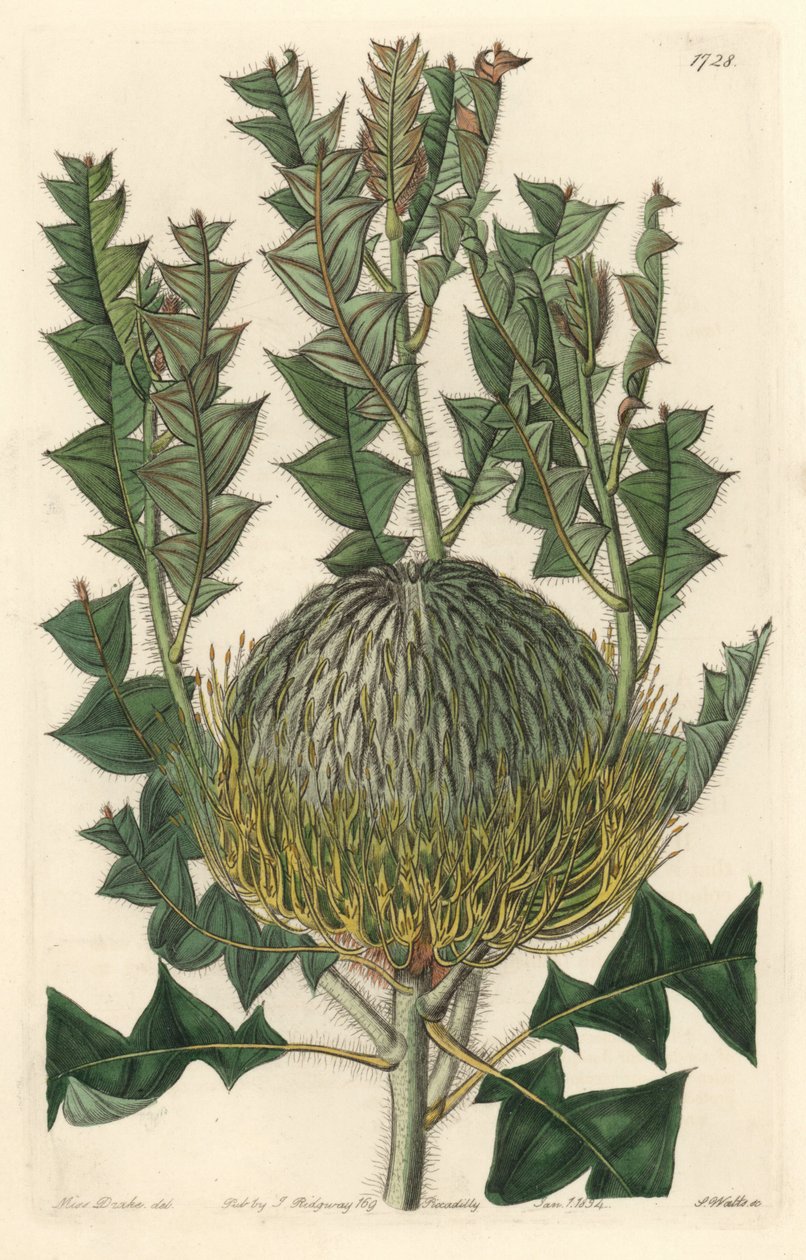 Banksia speciosa, opprinnelig fra Australia - S. Watts sterkt vann fra en illustrasjon av Sarah Anne Drake (1803-1857), fra Botanical Register av Sydenham Teast Edwards