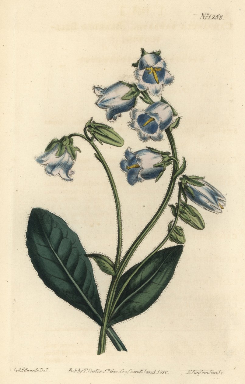 Barbue - Bearded bellflower, Campanula barbata - Håndfarget kobberstikk av F. Sansom Jr. etter en illustrasjon av Sydenham Edwards fra William Curtis