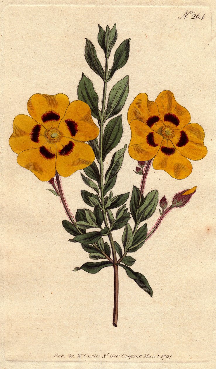 Vakker cist har knallgule blomster dekorert med crimson. Vakker cistus med levende gule blomster dekorert med crimson. Cistus formosus. Håndfarget kobberstikk fra en botanisk illustrasjon av Sydenham Edwards fra William Curtiss " av Sydenham Teast Edwards