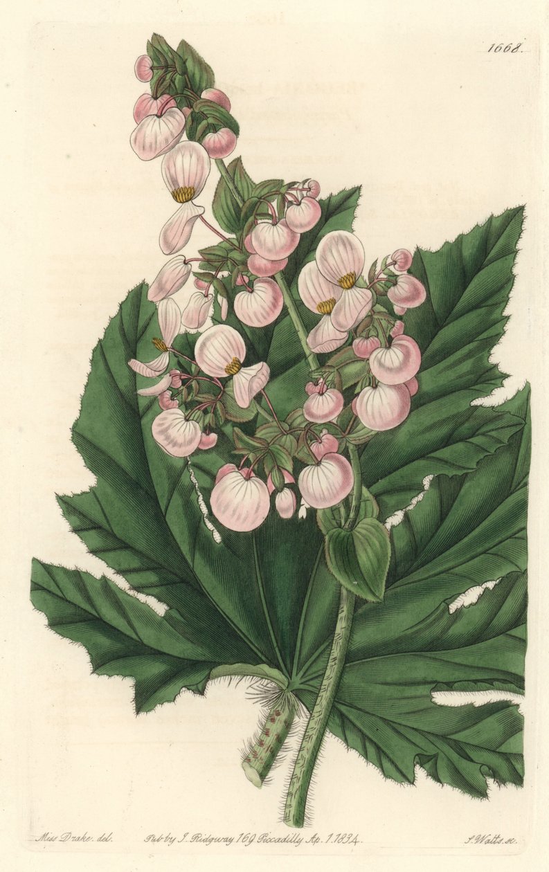 Begonia har blekrosa blomster, hjemmehørende i Mexico - Strong water av S. Watts fra en illustrasjon av Sarah Anne Drake (1803-1857), fra Botanical Register av Sydenham Teast Edwards