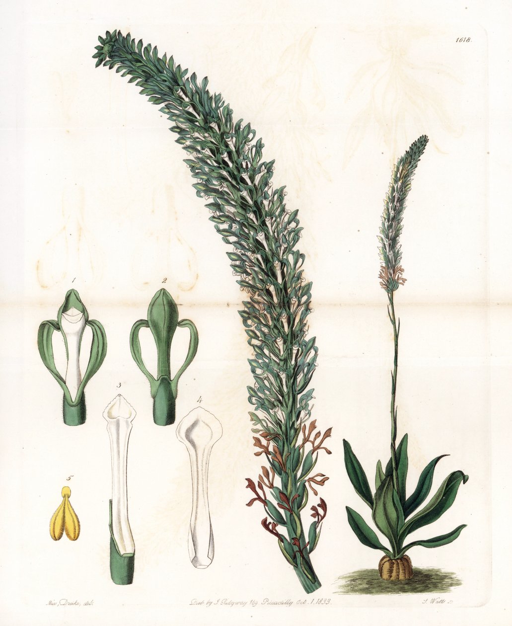 Belle sauroglossum - Plate gravert av S.Watts, fra en illustrasjon av Sarah Anne Drake (1803-1857), fra Botanical Register of Sydenham Edwards (1768-1819), England av Sydenham Teast Edwards