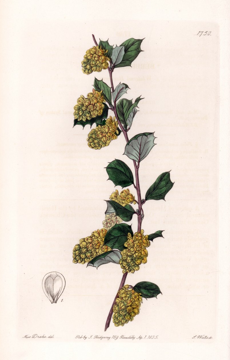 Berberis - Plate gravert av S.Watts, fra en illustrasjon av Sarah Anne Drake (1803-1857), fra Botanical Register of Sydenham Edwards (1768-1819), England av Sydenham Teast Edwards