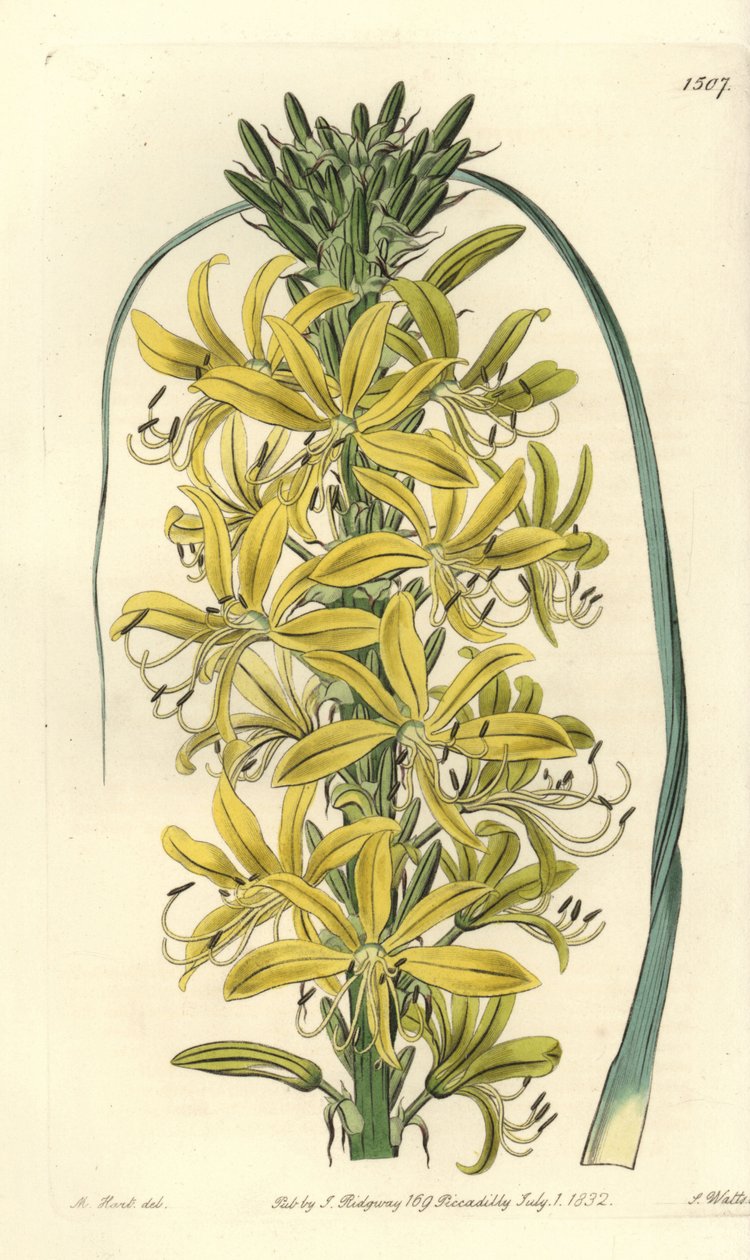Berry Asphodele - Asphodeline lutea (sibirsk gul asphodel, Asphodelus luteus var. sibiricus). Håndfarget kobberstikk av S. Watts etter en illustrasjon av M. Hart fra Sydenham Edwards' Botanical Register, Ridgeway, London av Sydenham Teast Edwards