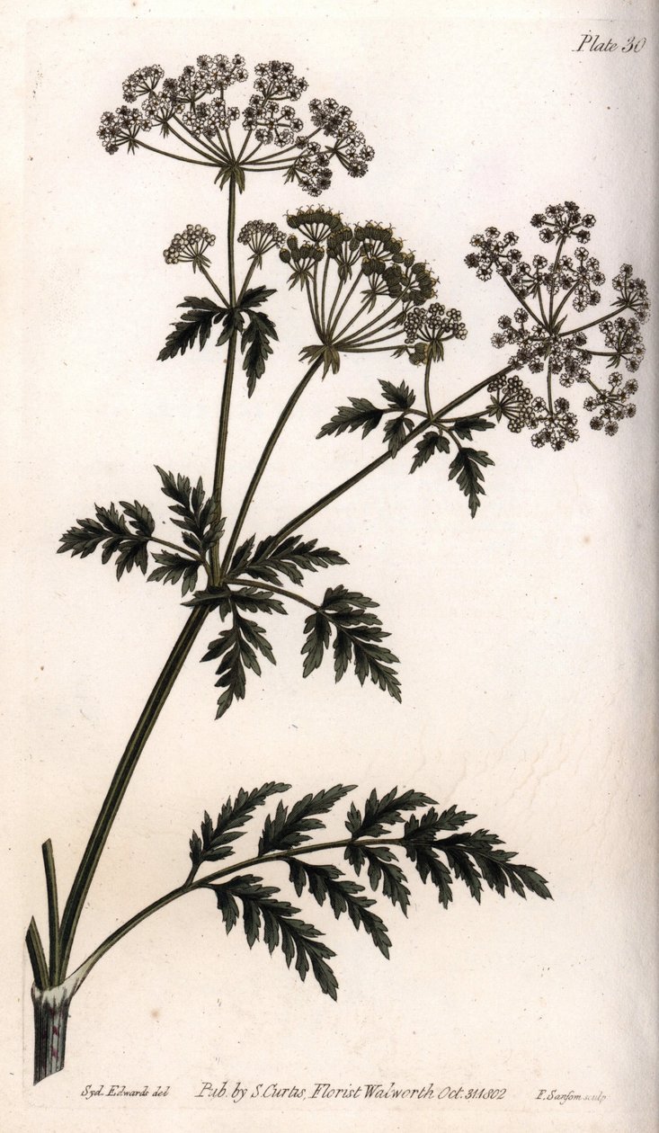Stor hemlock. Farget kobberstikk, illustrasjon av Sydenham Edwards (1768-1819) for Conferences of Botanical, Botanical Garden of Lambeth (England) av Sydenham Teast Edwards