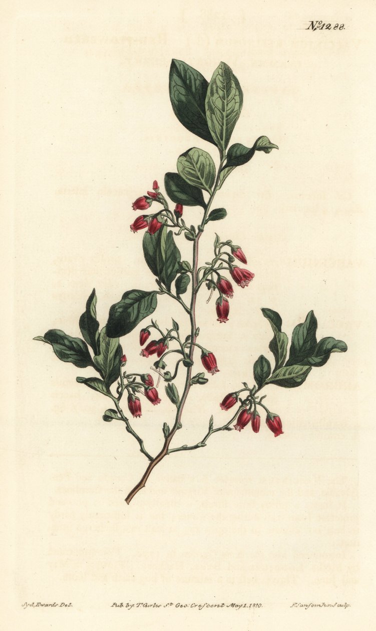 Svart huckleberry, Gaylussacia baccata (rødblomstret klamme bær, Vaccinium resinosum) - Håndfarget kobberstikk av F. Sansom Jr. etter en illustrasjon av Sydenham Edwards fra William Curtis