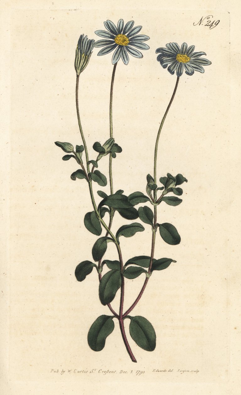 Blue Package, Felicie, Cape Margarita eller Cape Aster - Blå tusenfryd, Felicia amelloides (Blåblomstret cineraria eller Cape aster, Cineraria amelloides) - Håndfarget kobberstikk av Sansom etter en illustrasjon av Sydenham Edwards fra William Curtis' av Sydenham Teast Edwards