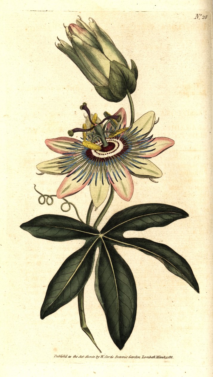 Blå Passiflora - Vanlig pasjonsblomst, Passiflora caerulea. Håndfarget kobberstikk etter en botanisk illustrasjon av Sydenham Edwards fra William Curtis