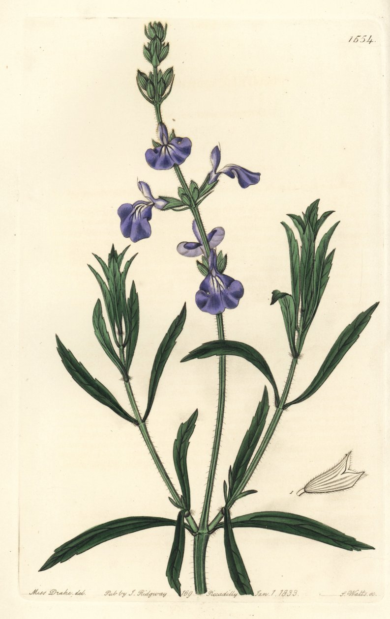 Blåsalvie - gresssalvie, Salvia azurea (Smalbladet salvie, Salvia angustifolia). Håndfarget kobberstikk av S. Watts etter en illustrasjon av Miss Sarah Drake fra Sydenham Edwards