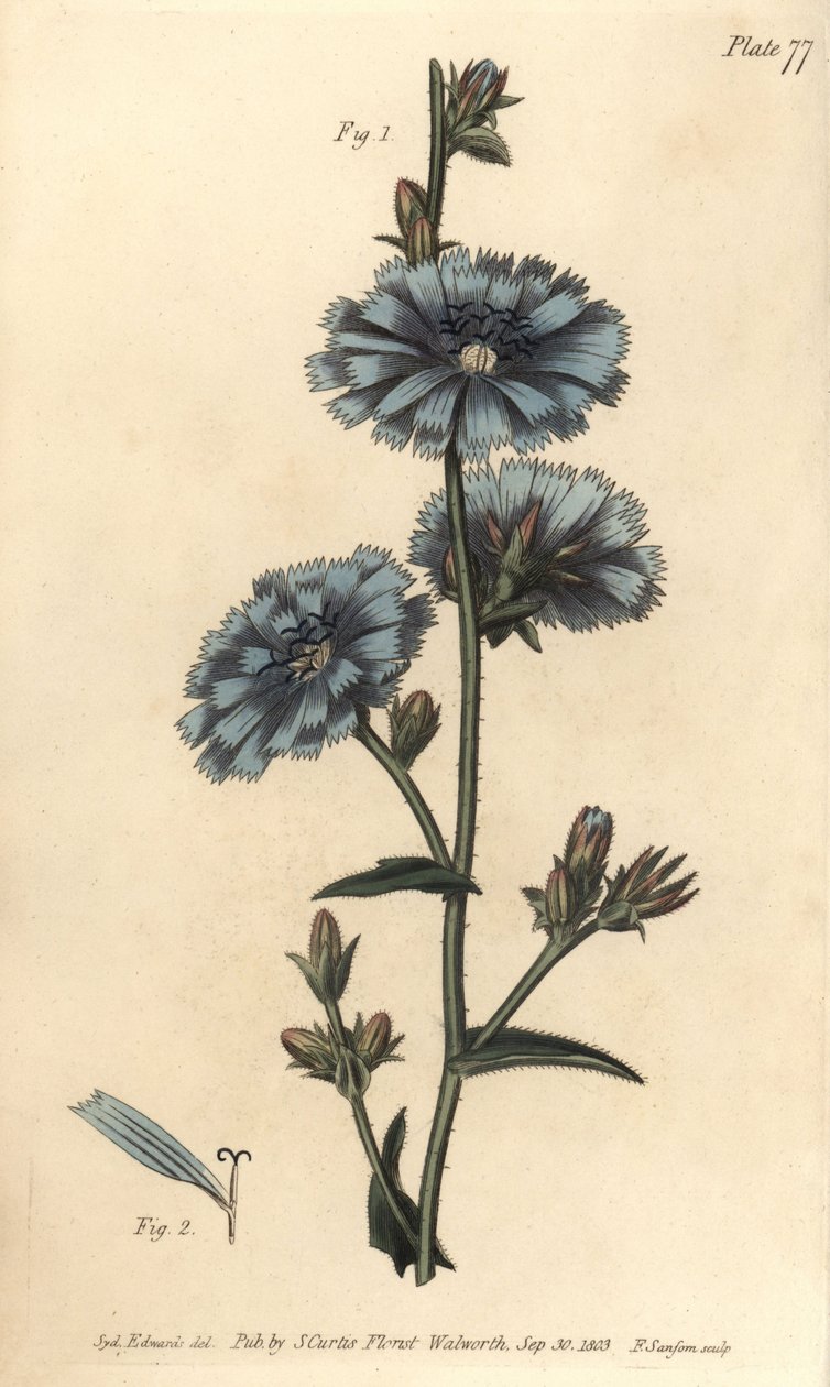 Blå succory eller vanlig sikori, Cichorium intybus, Polygamia aequalis. Håndfarget kobberstikk av F. Sansom av en botanisk illustrasjon av Sydenham Edwards for William Curtis' Lectures on Botany, som ble levert i Botanic Garden at Lambeth av Sydenham Teast Edwards