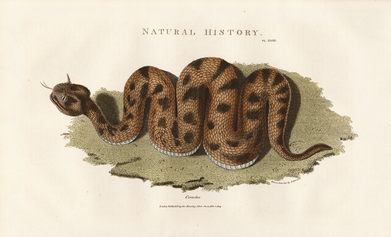 Boa constrictor av Sydenham Teast Edwards