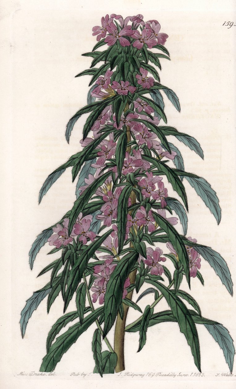 Boisduvalia variete, tettblomstret epilobe - Gravert tavle av S.Watts, fra en illustrasjon av Sarah Anne Drake (1803-1857), fra Botanical Register of Sydenham Edwards (1768-1819), England av Sydenham Teast Edwards