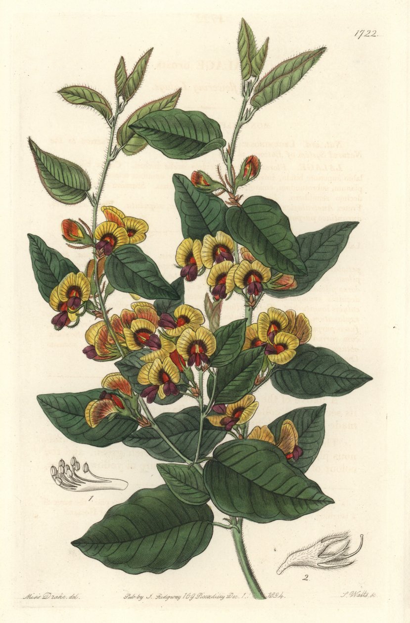 Bossiaea a grade flowers, Australian originanire - S. Watts sterkt vann fra en illustrasjon av Sarah Anne Drake (1803-1857), fra Botanical Register av Sydenham Teast Edwards